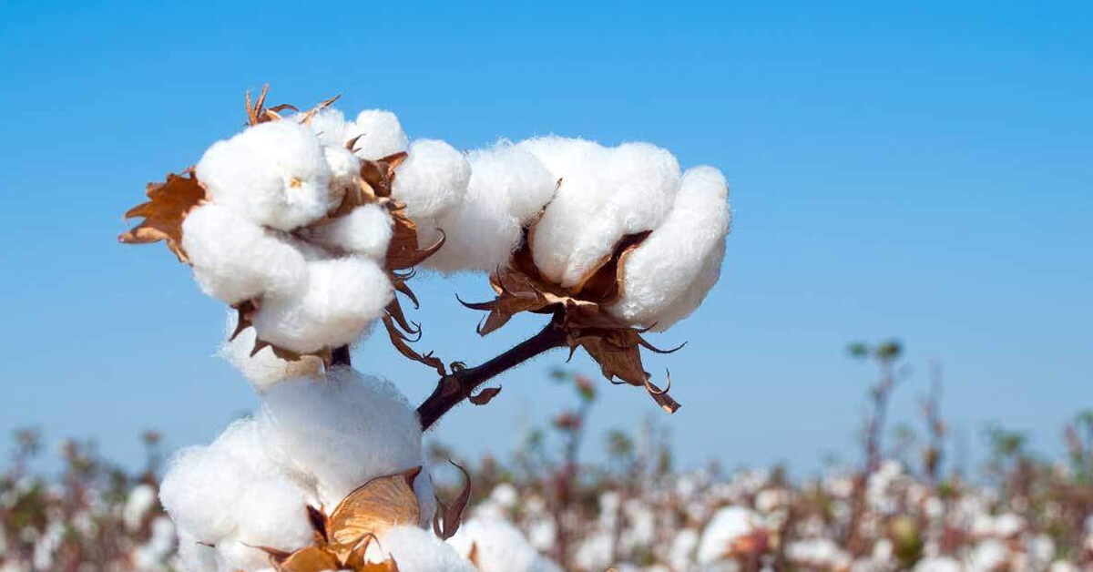 Cotton Fabrics – An entire Guide to the Making Process, Characteristics, and Usage Cotton Fabrics – An entire Guide to the Making Process, Characteristics, and Usage